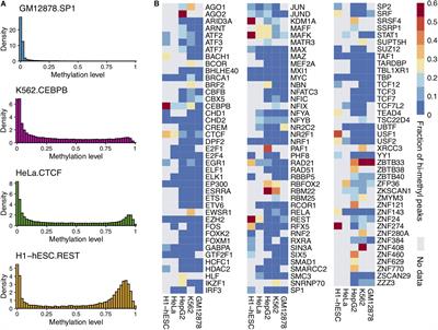 Effects of DNA Methylation on TFs in Human Embryonic Stem Cells